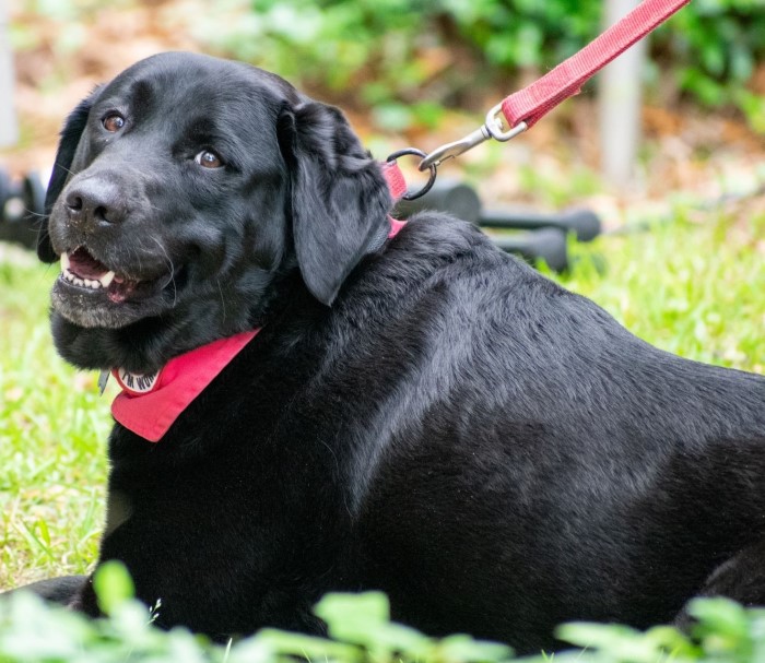 Service dogs with a job